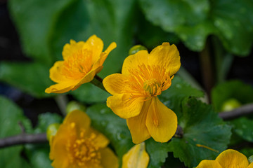 Obraz na płótnie Canvas marsh marigold flower close up macro