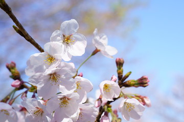 春を彩る桜の花が咲く