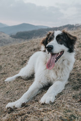 Fototapeta premium Funny dog sticking his tongue outside in nature. 