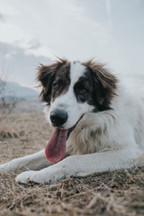 Funny dog sticking his tongue outside in nature. 