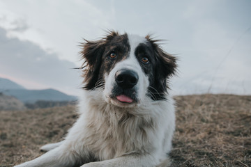 Funny dog sticking his tongue outside in nature. 