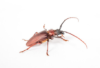 Scarab with a mustache on a white background.