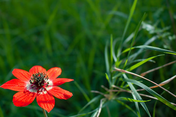Red poppy flower blossom booming close up