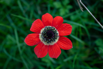 Red poppy flower blossom booming close up 