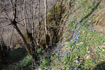 Blue flowers bloomed at the edge of the cliff