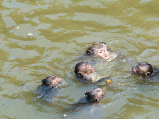Indian Macaque (Macaca leonina). A group of macaques and their cubs are playing in the water in the area of Angor Wat Temple, Cambodia.