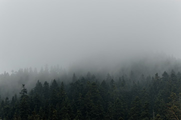 Mist in the dark wood © Jakub