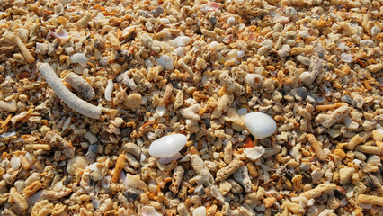 Broken coral, barnacle and seashell on sand beach background.