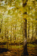 Forêt en automne © lorabarra