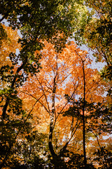 Arbre aux couleurs d'automne vus du dessous