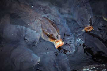 Koi fish in the Lake of the Matsumoto Castle, Japan - obrazy, fototapety, plakaty