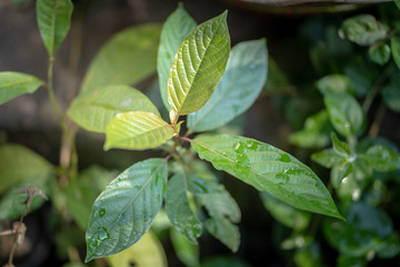 Mitragyna speciosa leaf (kratom), plant in thailand, Kratom is Thai herbal which encourage health. Close up