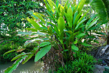 Obraz premium Green plant on nature garden outdoor