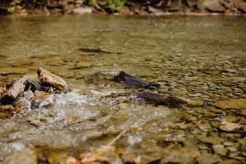 Le cycle naturel - Saumons prêts à pondre