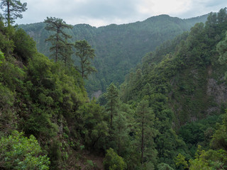 Fototapeta na wymiar Valley at mysterious Laurel forest Laurisilva, lush subtropical rainforest at hiking trail Los Tilos, La Palma, Canary Islands, Spain