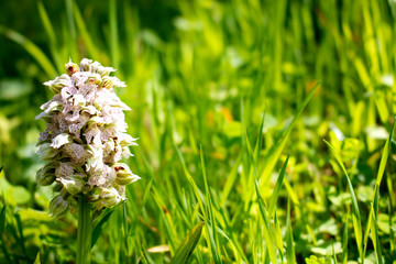 White purple flower close up with green grass background
