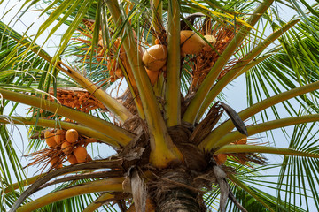 Palma kokosowa z owocami © piotrszczepanek