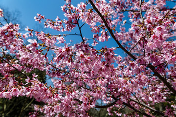 樹木公園で満開期をむかえたおかめ桜