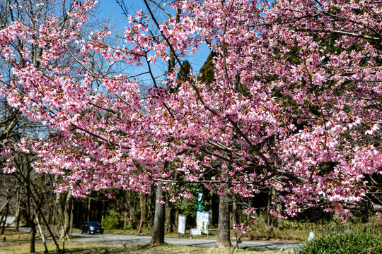 樹木公園で満開期をむかえたおかめ桜