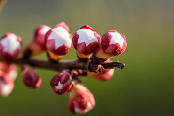 apricot buds and flowers in early spring close up