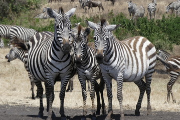 Fototapeta na wymiar three wild zebras in tanzania