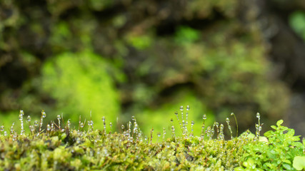 Beautiful Bright Green moss grown up cover the rough stones and on the floor in the forest. Show with macro view. Rocks full of the moss texture in nature for wallpaper. soft focus.