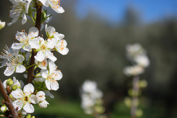 Pear tree flower blossom white flower close  up