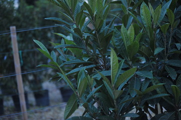 Naklejka premium eryobotria japonica