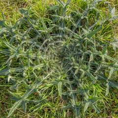 Rosette of a spear thistle photographed from above