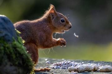 Red Squirrel eating nuts
