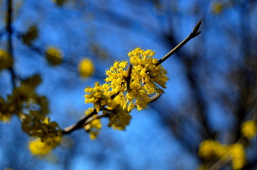  tree flower