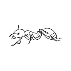 Fototapeta premium Ant sketch 