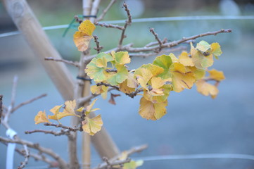 Ginkgo biloba troll