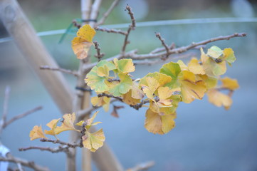 Ginkgo biloba troll