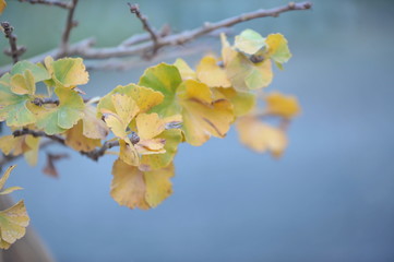 Ginkgo biloba troll
