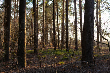  The coniferous forest is lit by the sun at sunset. Green grass and dry foliage.