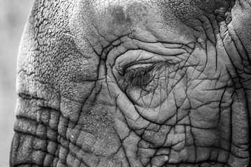 Fototapeta premium closeup of an elephant