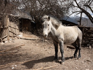 Naklejka na ściany i meble Tibetan pony 