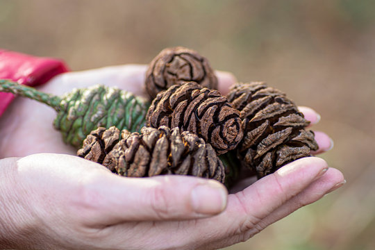Woman Holding Giant Sequoia Cones In Her Hands Close Up