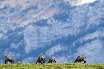 herd of chamois