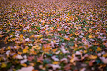 autumn leaves background