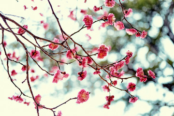 한국에서 가장 봄을 먼저 알려주는 홍매화