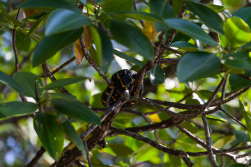 boiga dendrophila snake in Mangroves, Malaysia