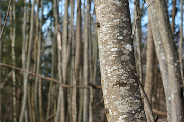 The trunk tree covered with lichen.