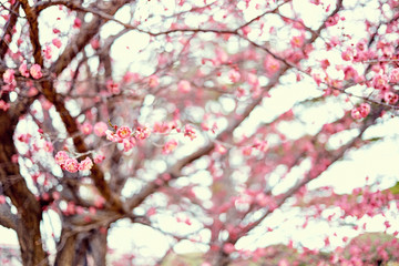 Obraz premium 한국에서 가장 봄을 먼저 알려주는 홍매화