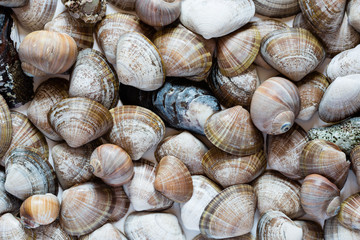 Мariety of shells of marine mollusks
