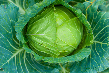 Green cabbage that is gnawed on an outdoor plot