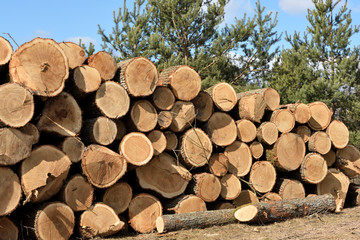 Timber logging in forest. Freshly cut pine tree logs