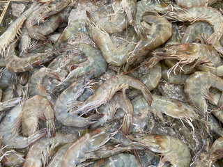 Fresh prawn at wet market ready to sale