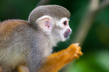 Obraz premium Simiri. Squirrel monkey at Singapore Zoo